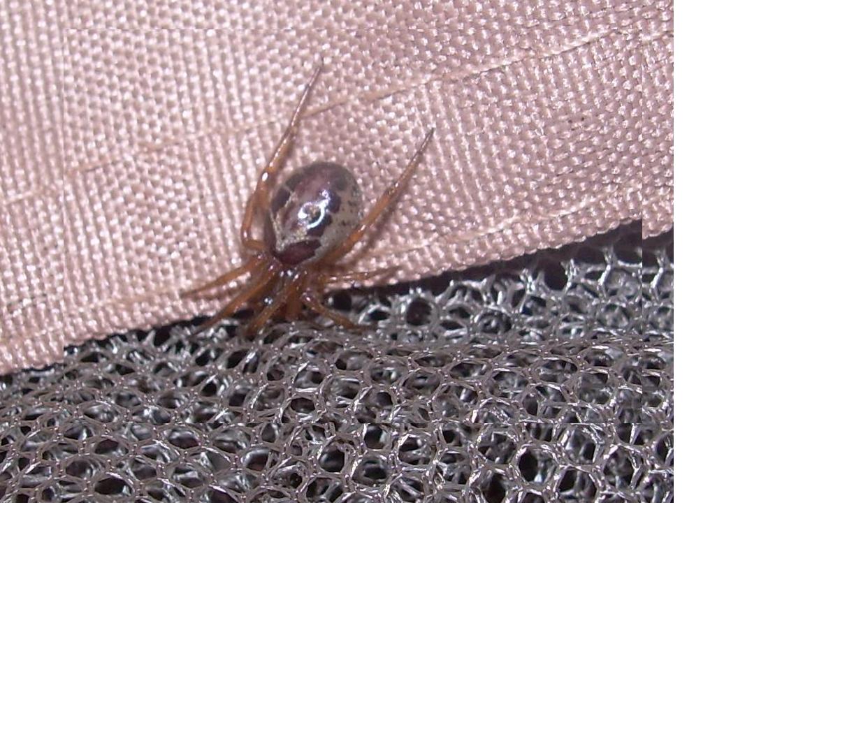 Steatoda nobilis